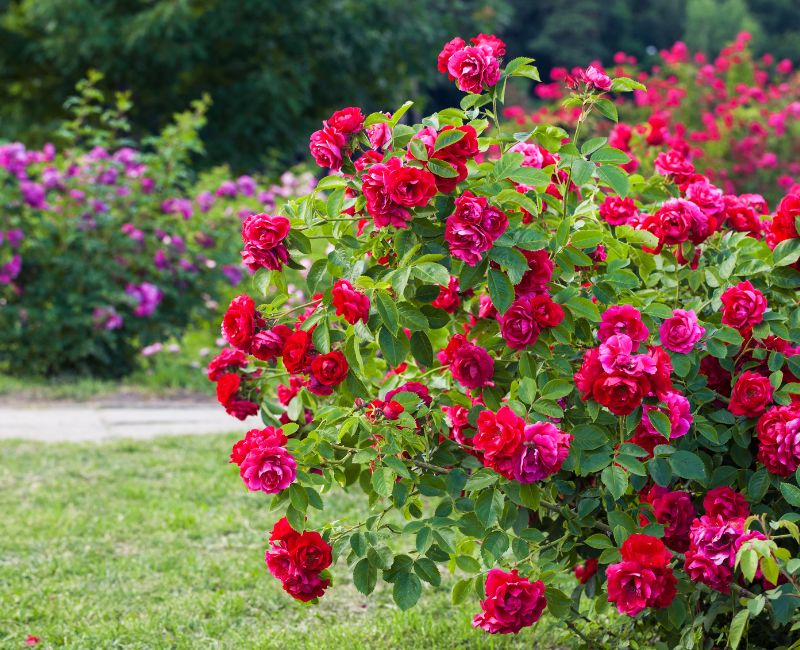 rose-garden-img